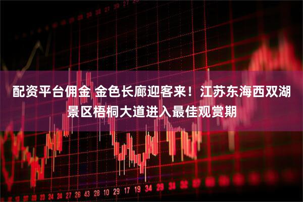 配资平台佣金 金色长廊迎客来！江苏东海西双湖景区梧桐大道进入最佳观赏期